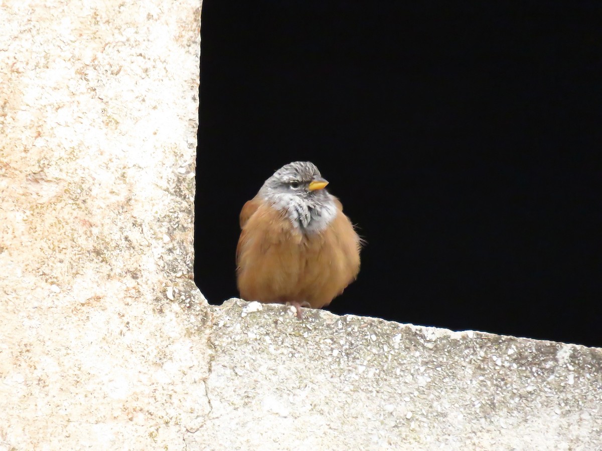 Hausammer - ML646968525