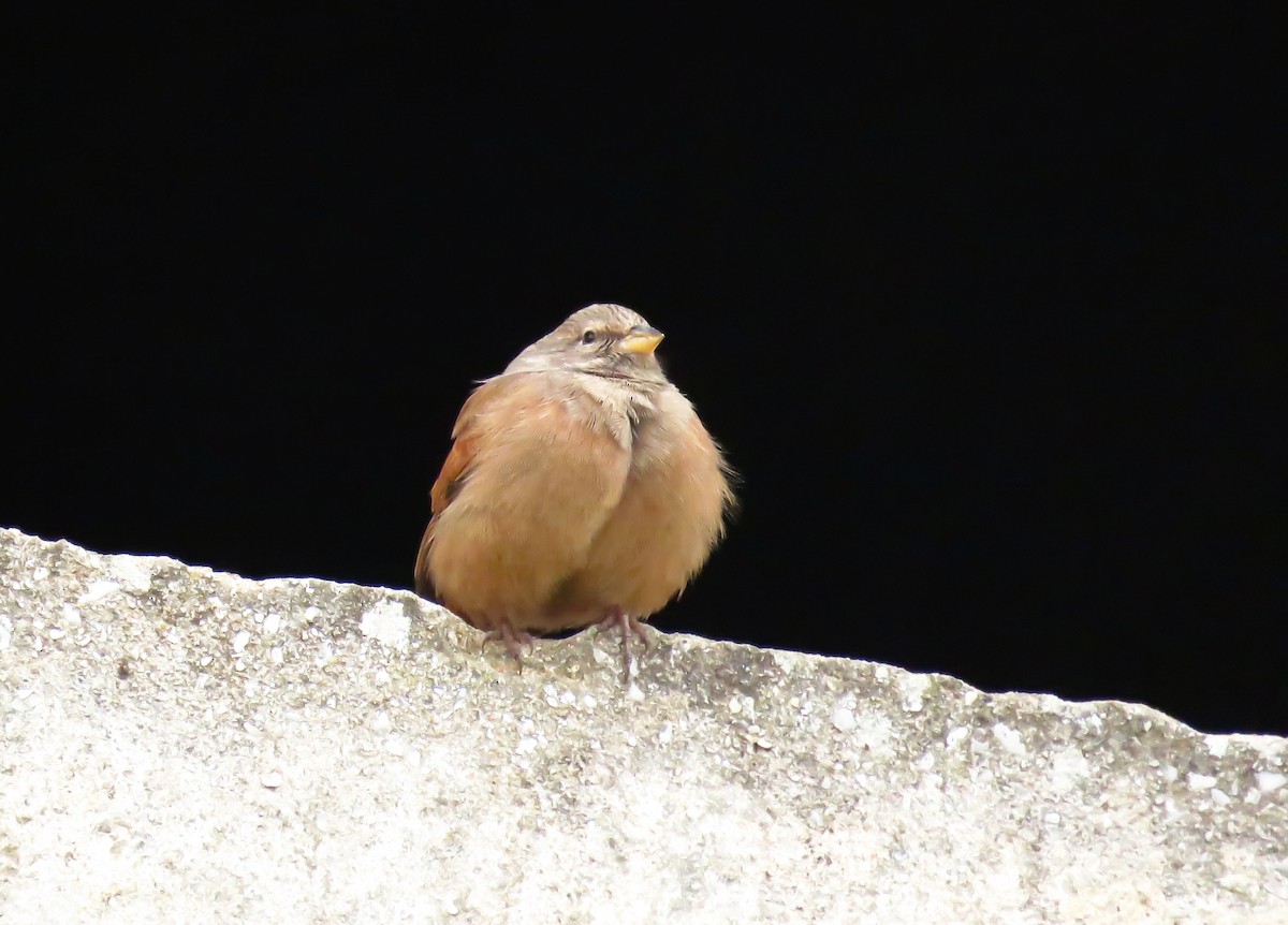 Hausammer - ML646968526