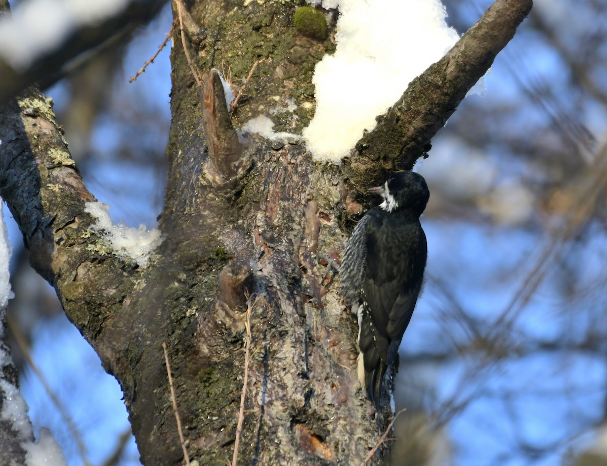 Schwarzrückenspecht - ML646968527