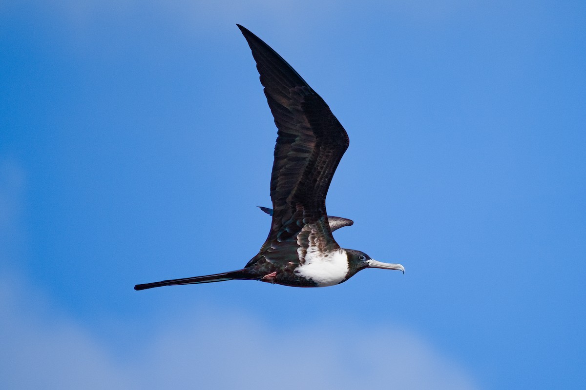 Prachtfregattvogel - ML646968528