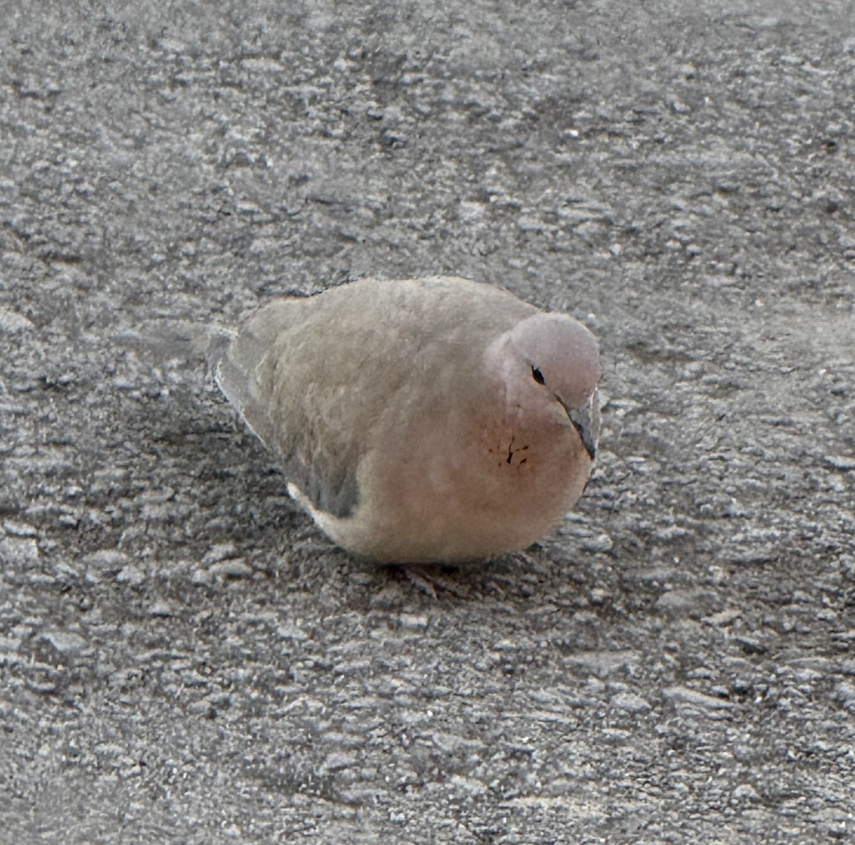 Laughing Dove - ML646968529
