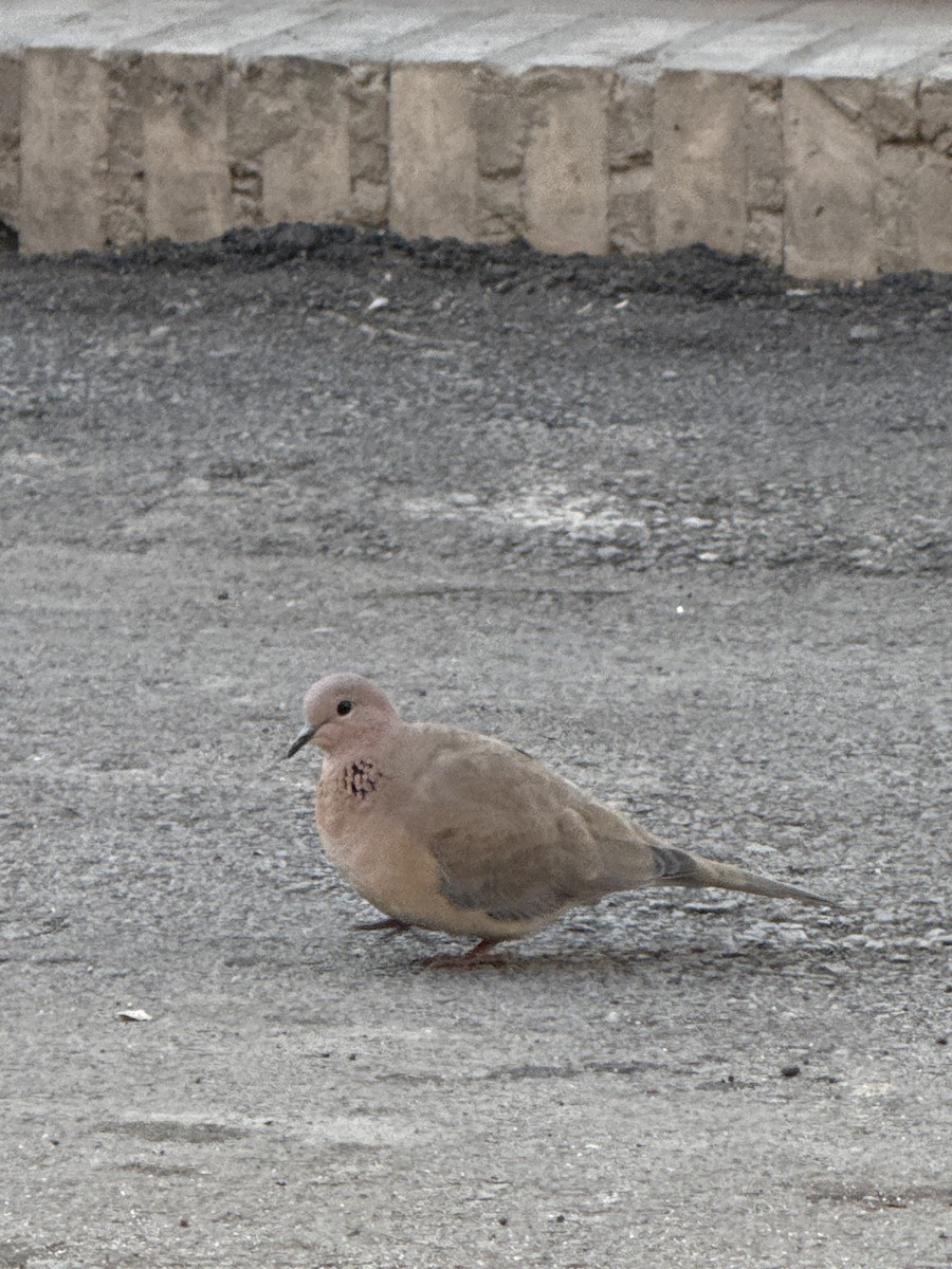Laughing Dove - ML646968530