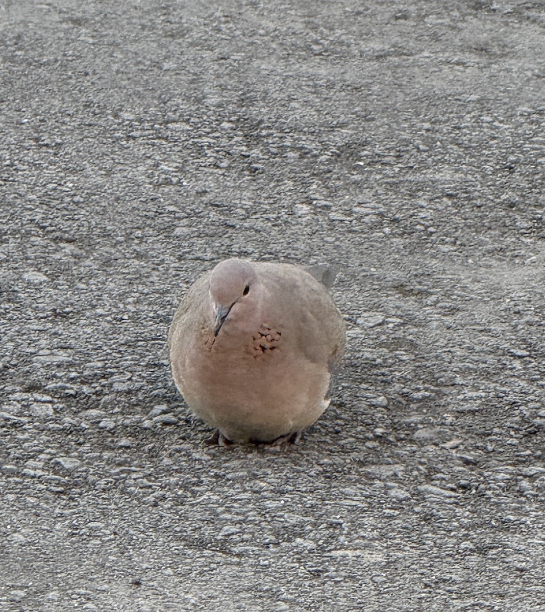 Laughing Dove - ML646968531