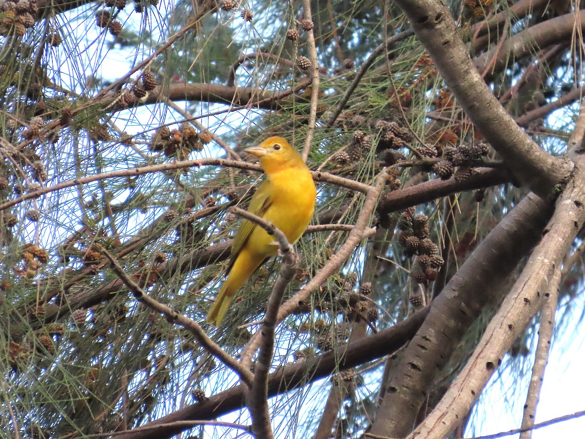 Sommerkardinal - ML646968533