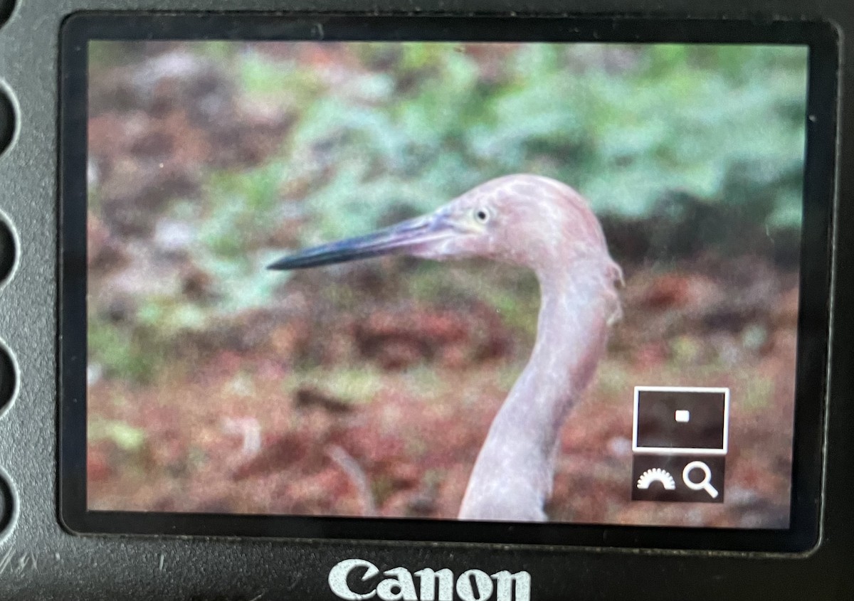 Rötelreiher - ML646968534