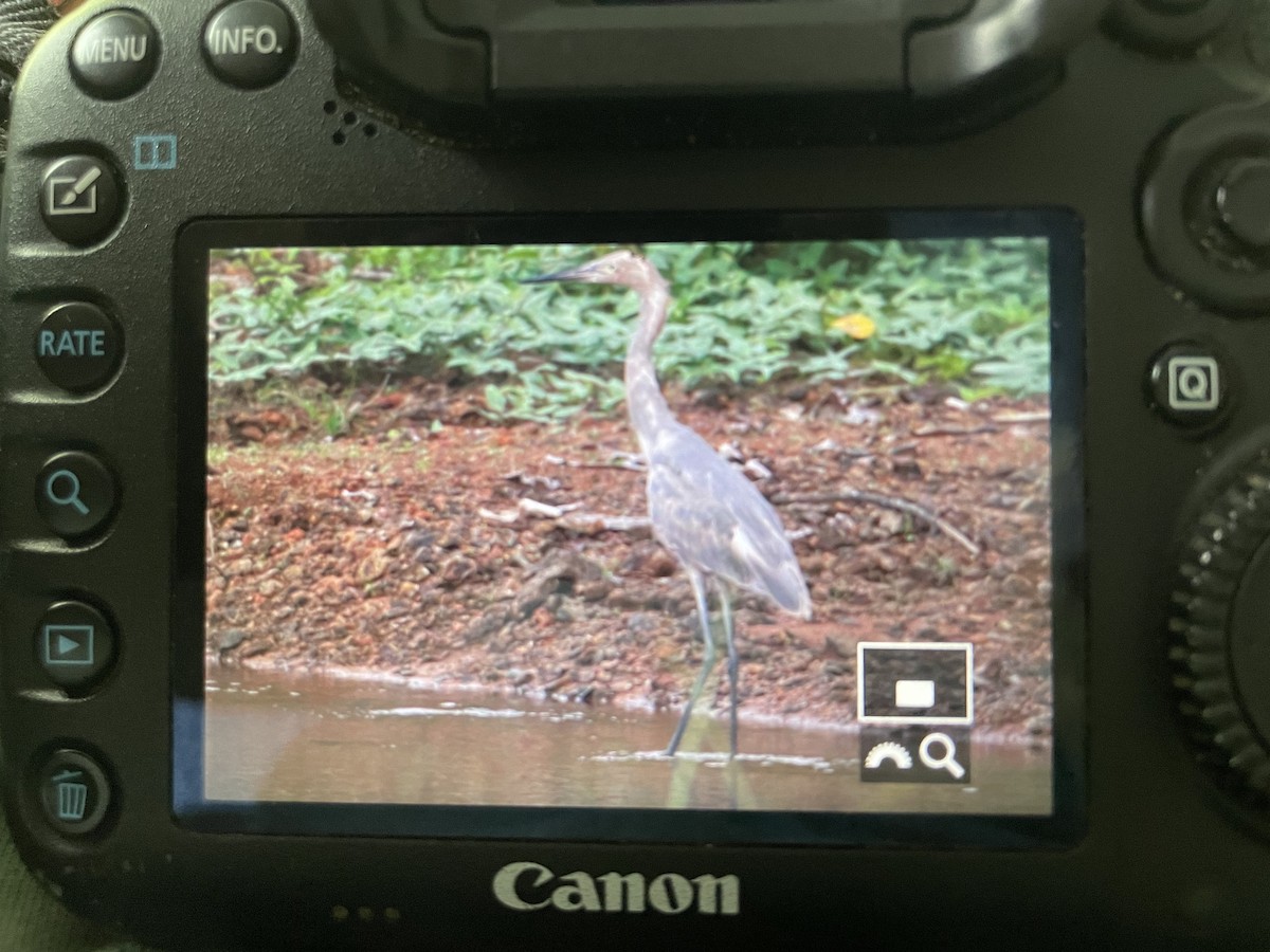 Rötelreiher - ML646968535