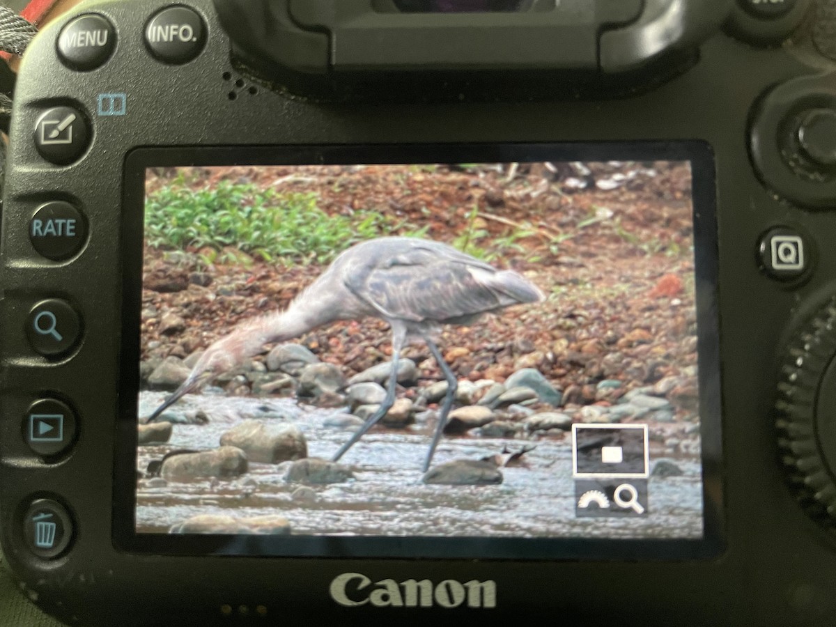 Rötelreiher - ML646968536