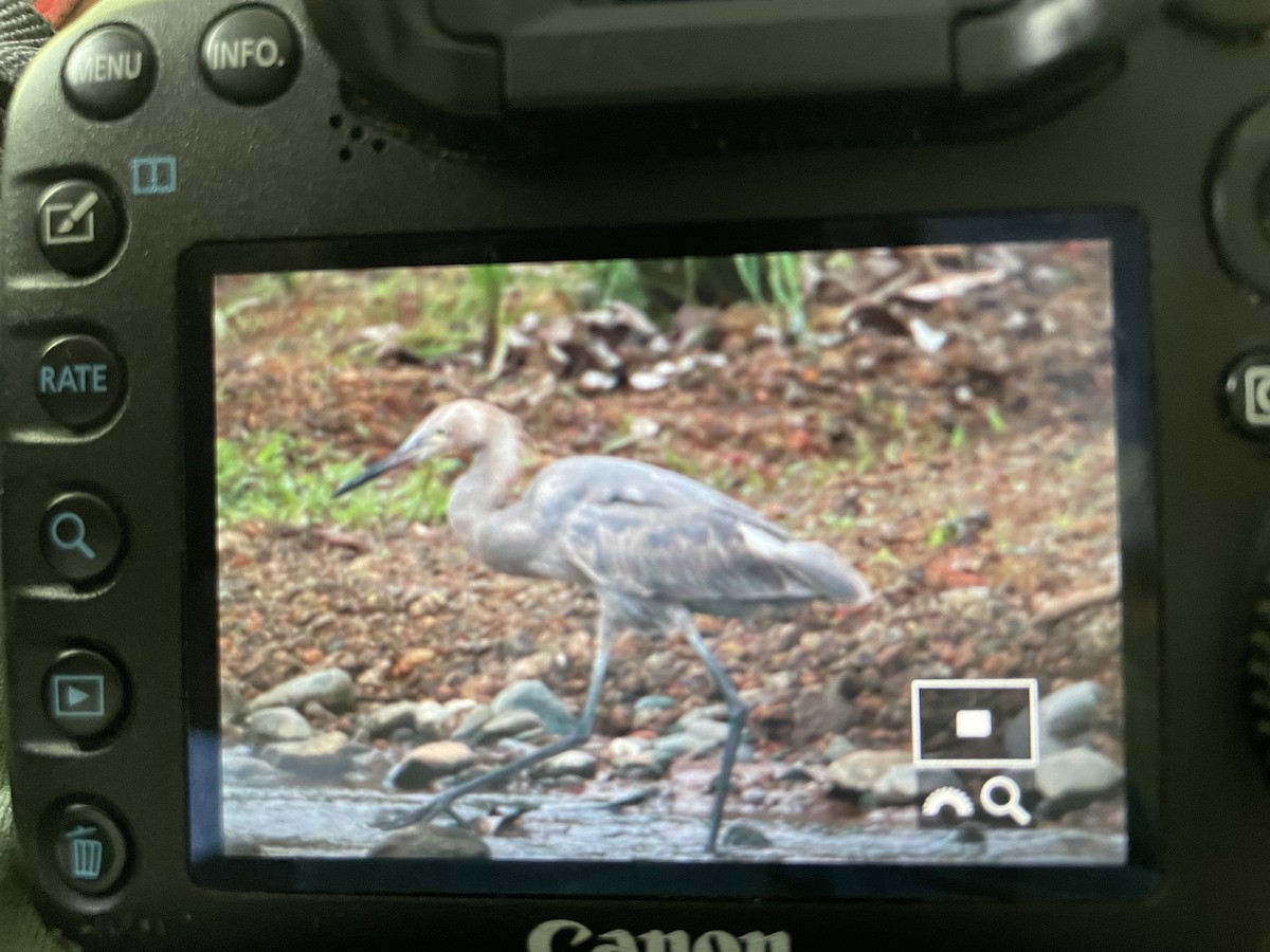 Rötelreiher - ML646968537