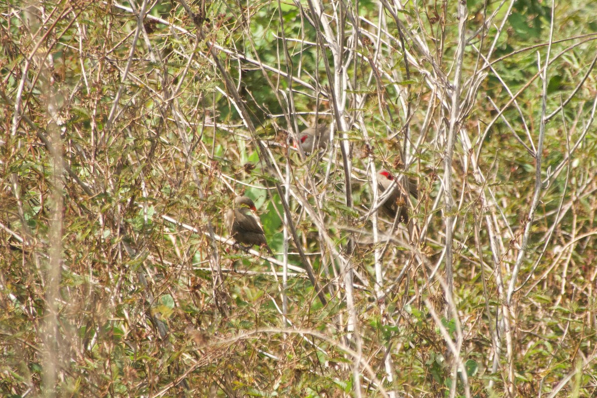 Wellenastrild - ML646968538