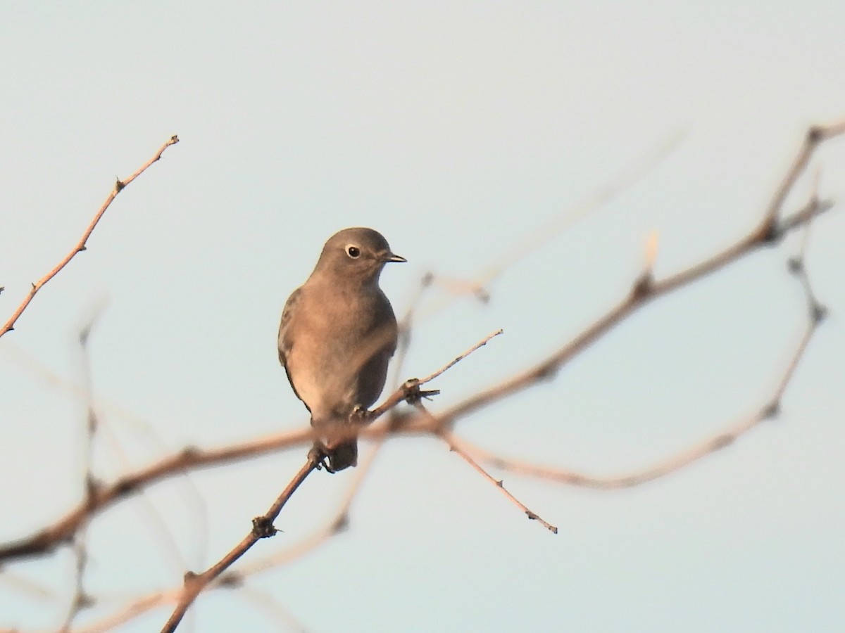 Berghüttensänger - ML646968540