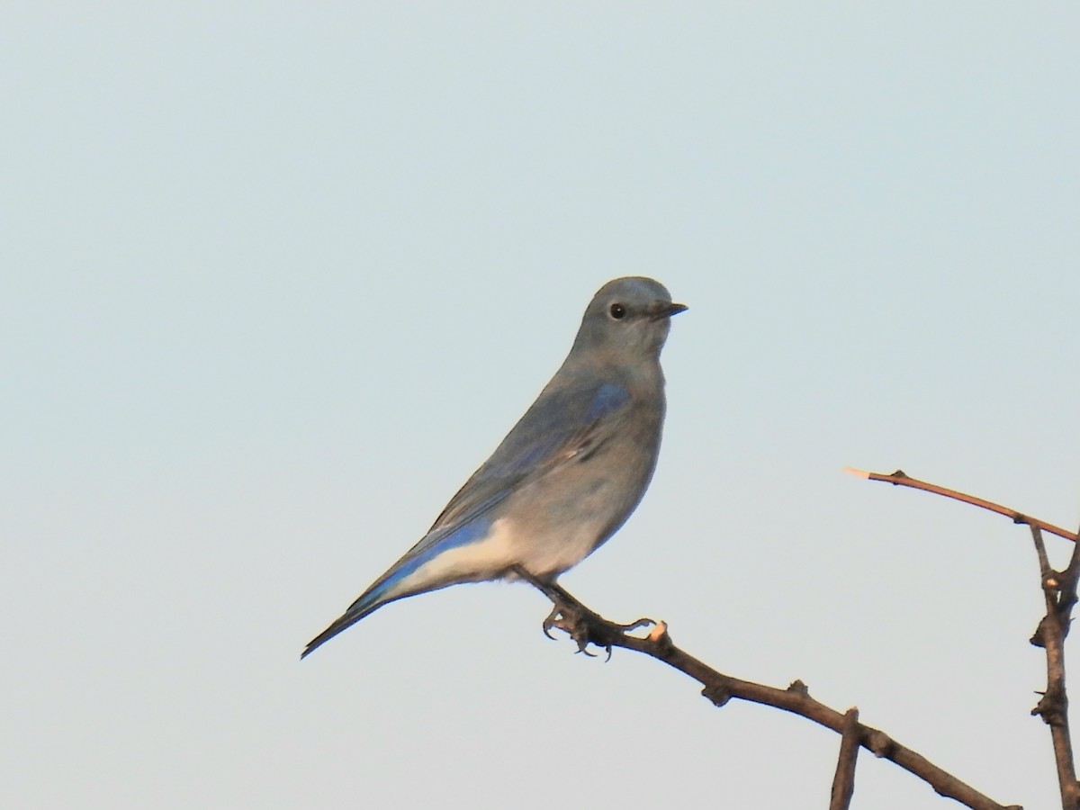 Berghüttensänger - ML646968542