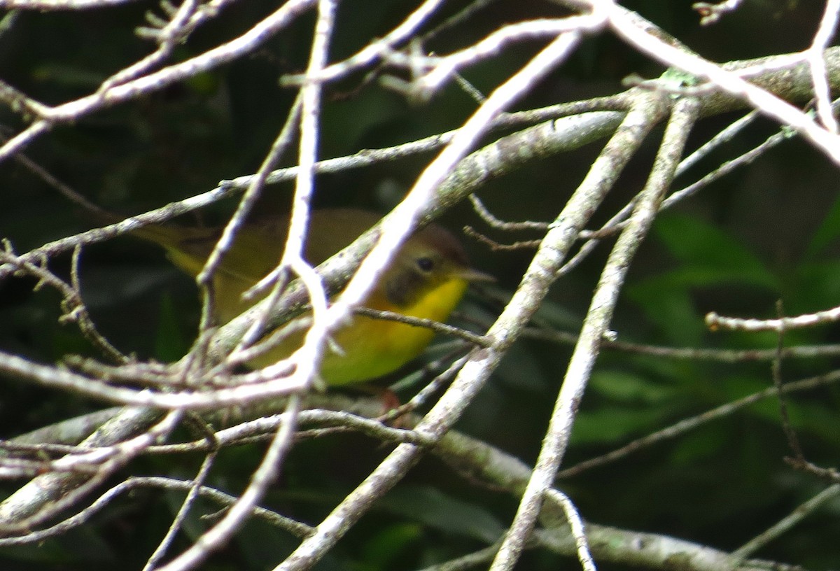 Common Yellowthroat - ML646968549