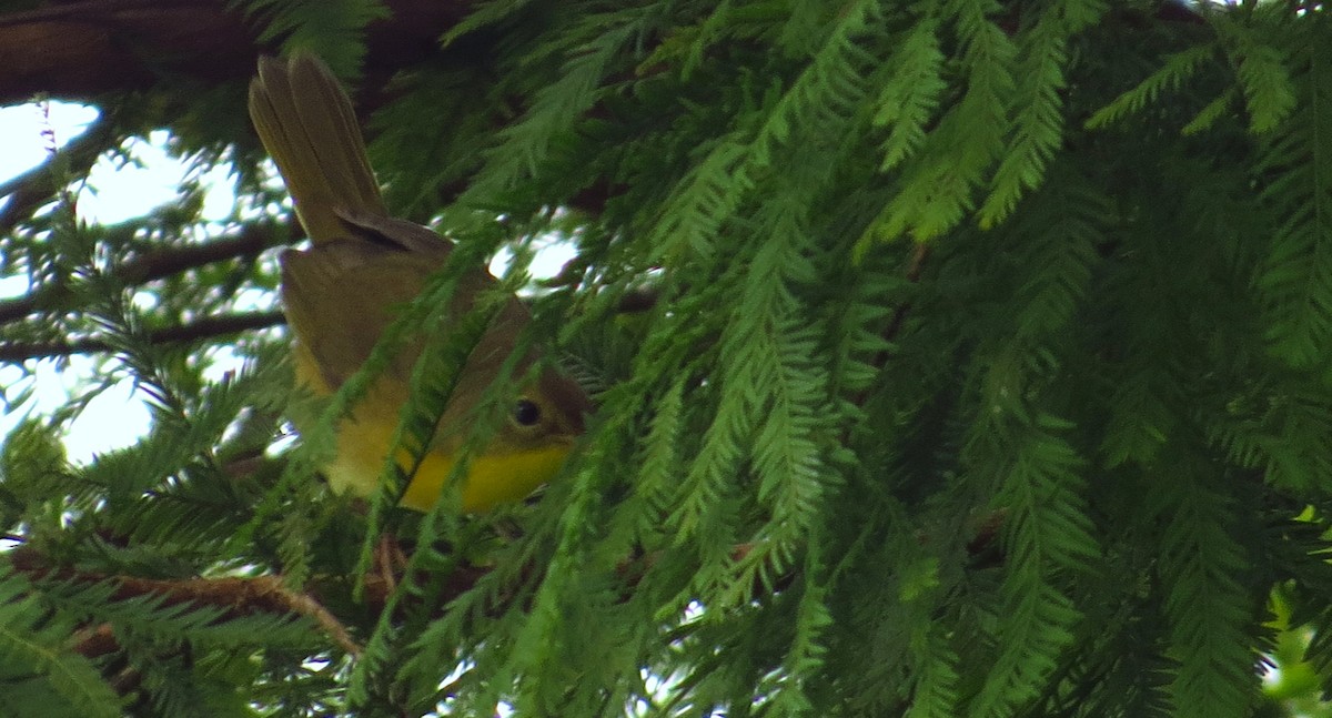 Common Yellowthroat - ML646968550