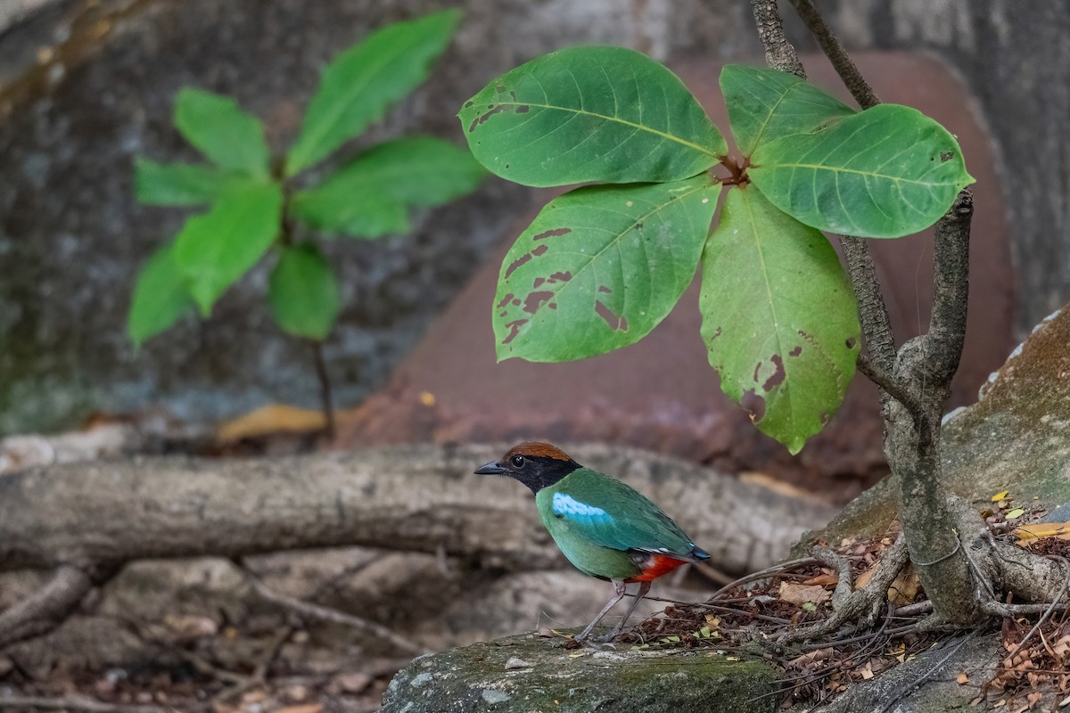 Western Hooded Pitta (Chestnut-crowned) - ML646968551