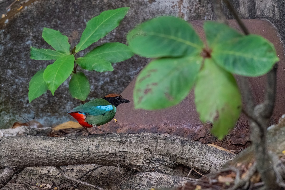 Western Hooded Pitta (Chestnut-crowned) - ML646968552