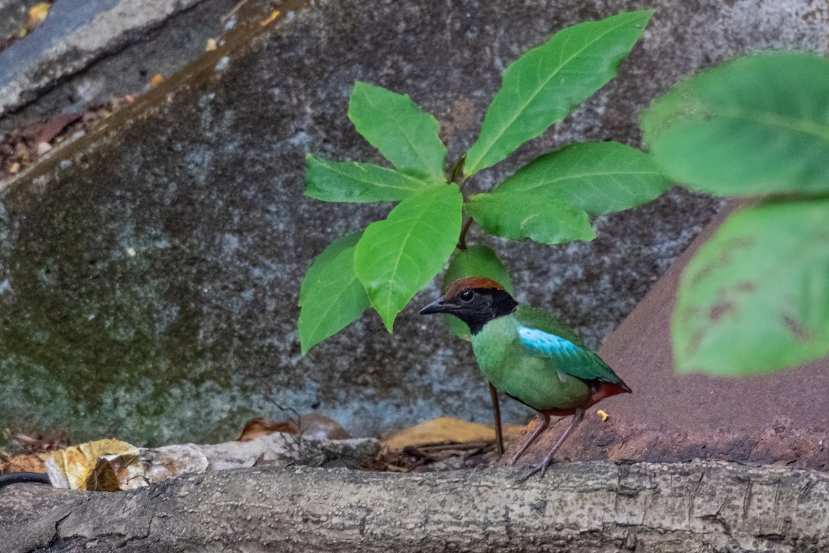 Western Hooded Pitta (Chestnut-crowned) - ML646968553
