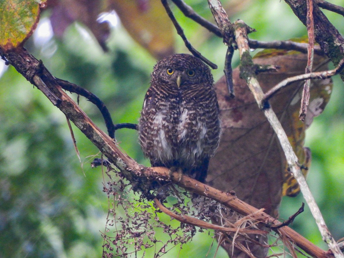 Asian Barred Owlet - ML646968555