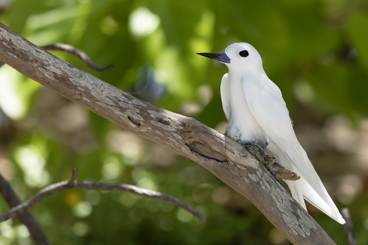 Крячок білий блакитнодзьобий - ML646968560