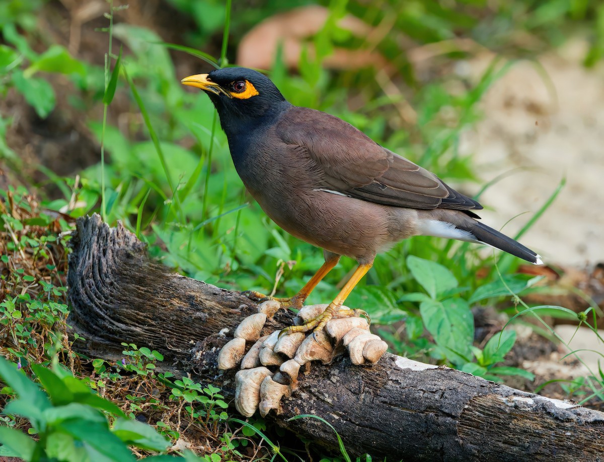 Common Myna - ML646968564