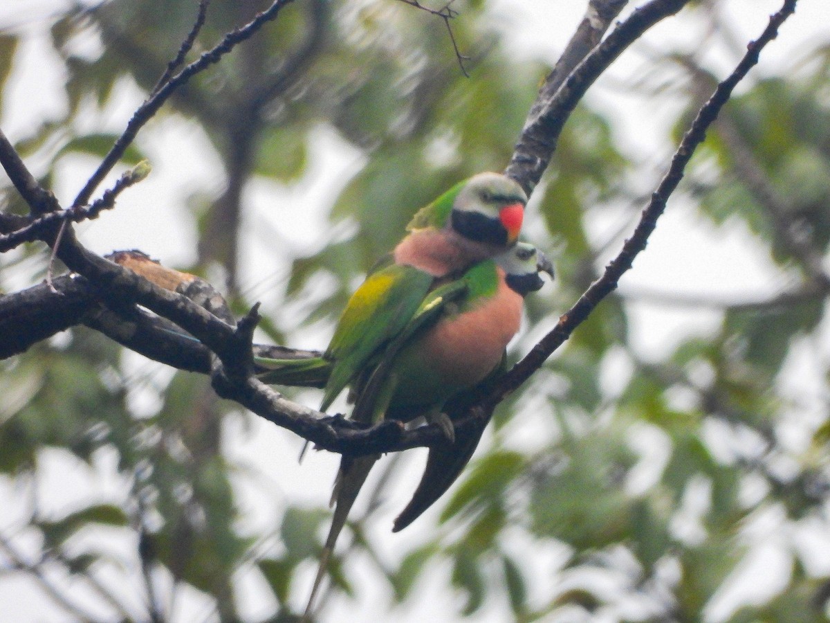 Red-breasted Parakeet - ML646968565