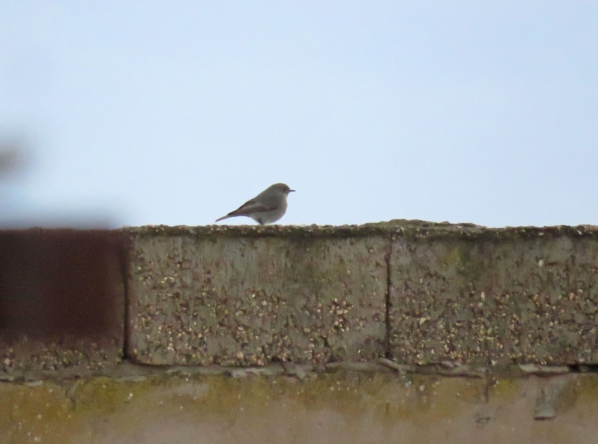 Black Redstart (Western) - ML646968579