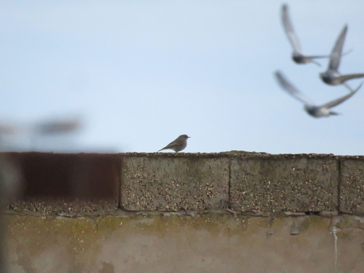 Black Redstart (Western) - ML646968580
