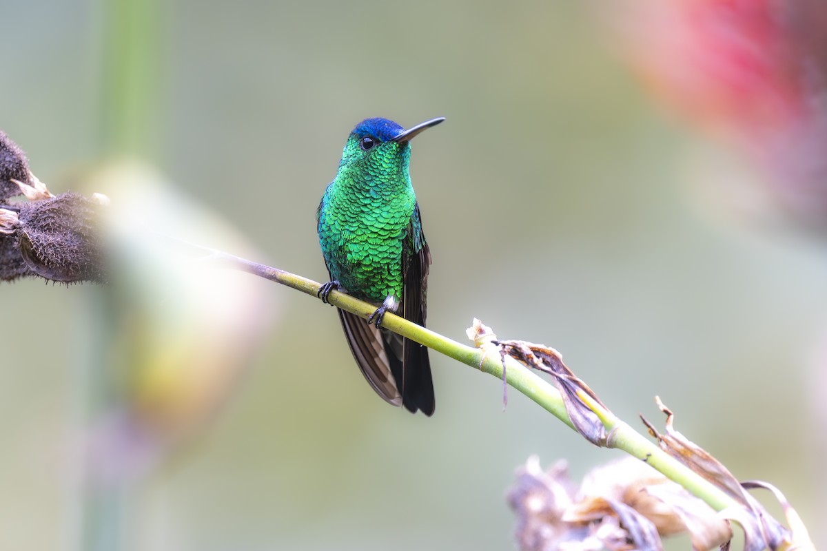 Amazilia Capiazul - ML646968581