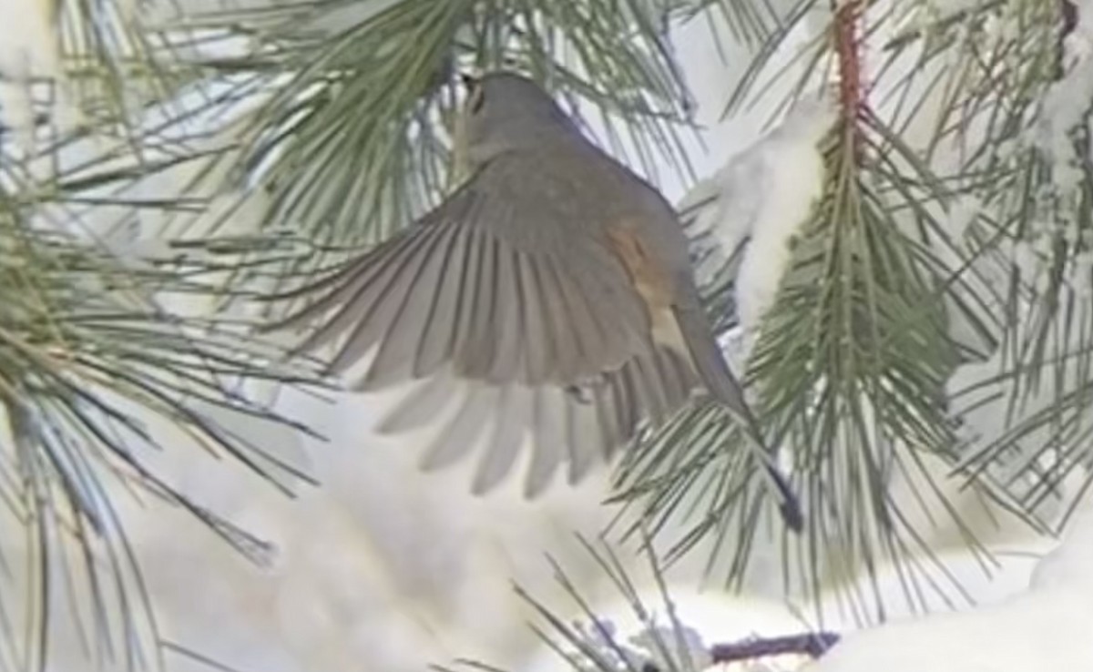 Tufted Titmouse - ML646968591