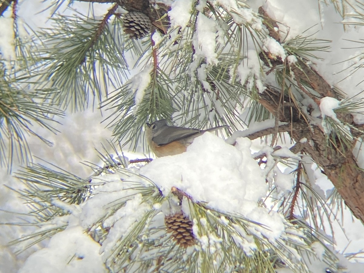Tufted Titmouse - ML646968592