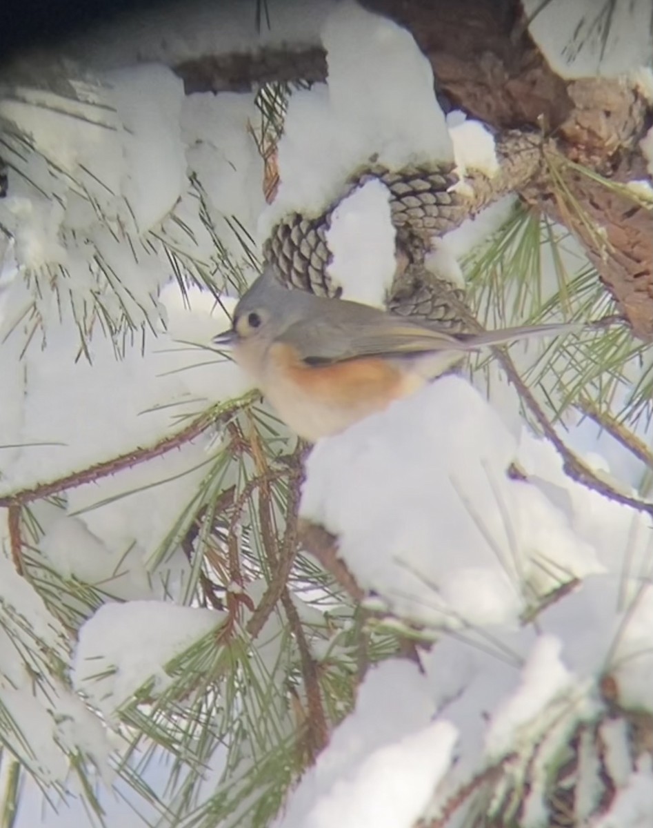 Tufted Titmouse - ML646968593