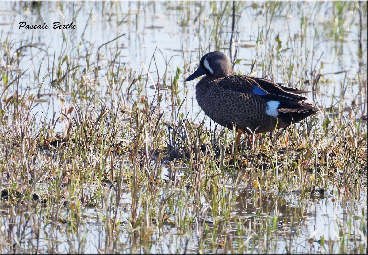 Синекрылый чирок - ML646968596