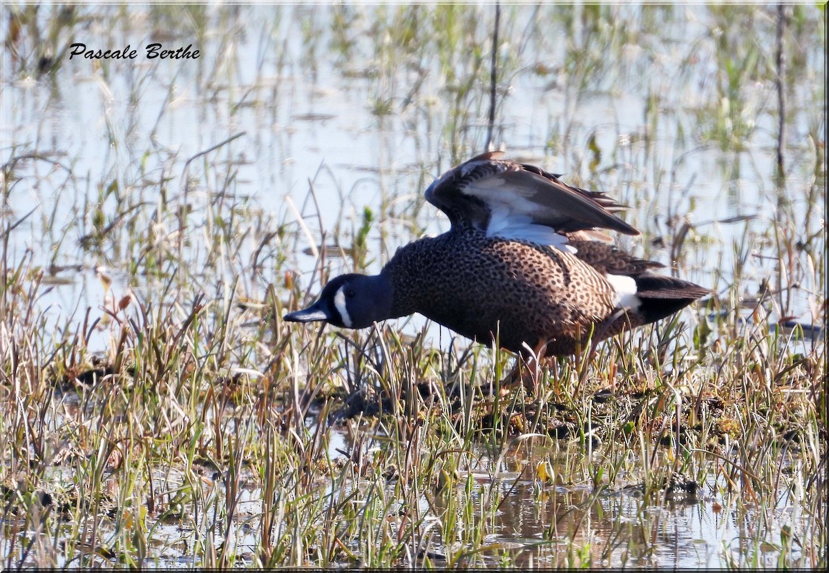 Синекрылый чирок - ML646968597
