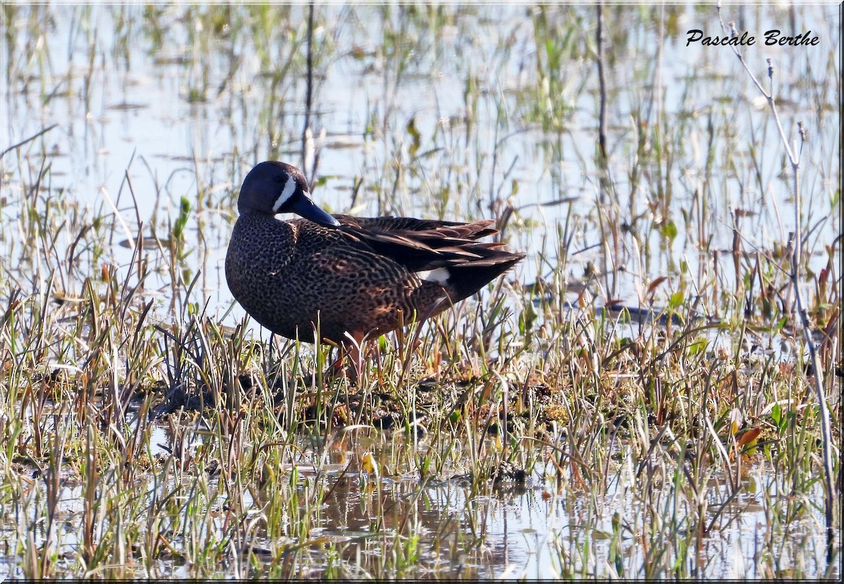 Синекрылый чирок - ML646968598