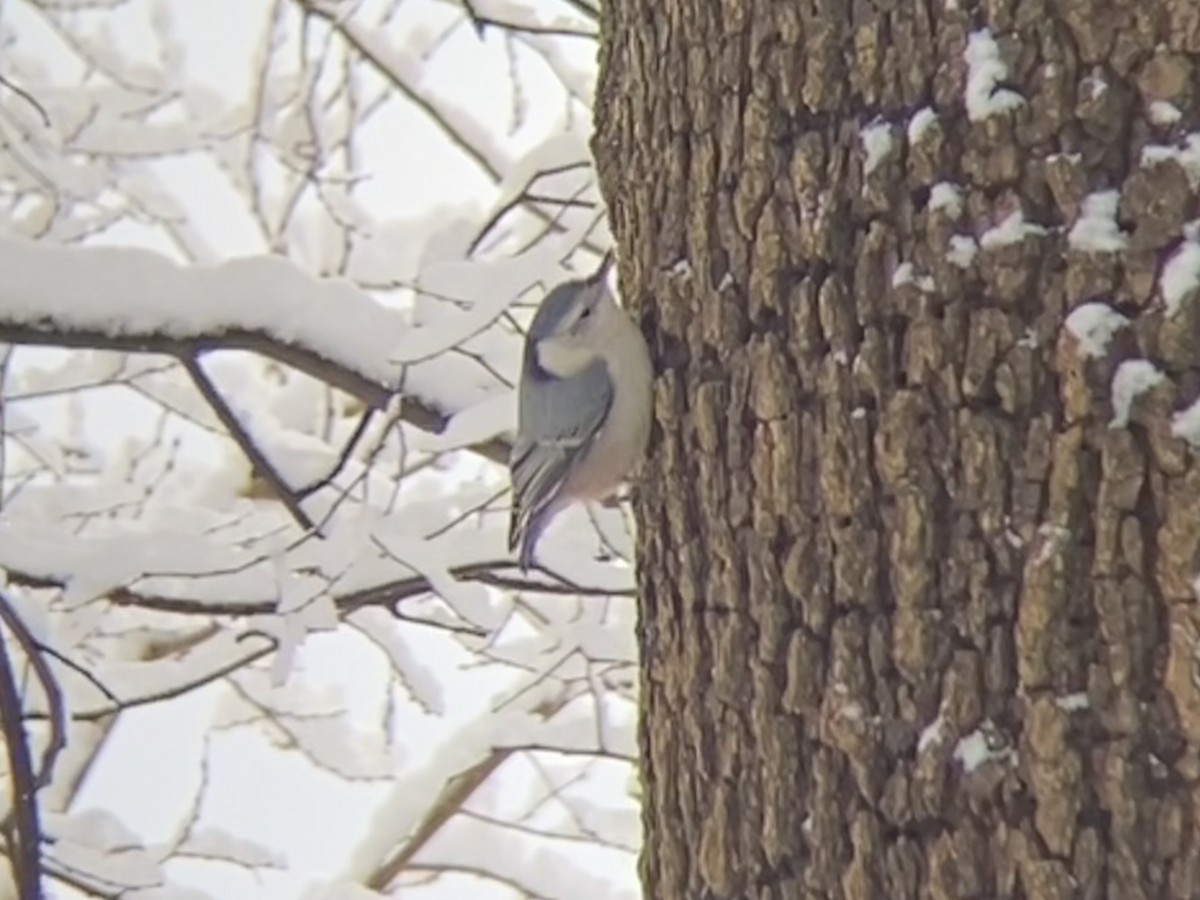 White-breasted Nuthatch - ML646968601