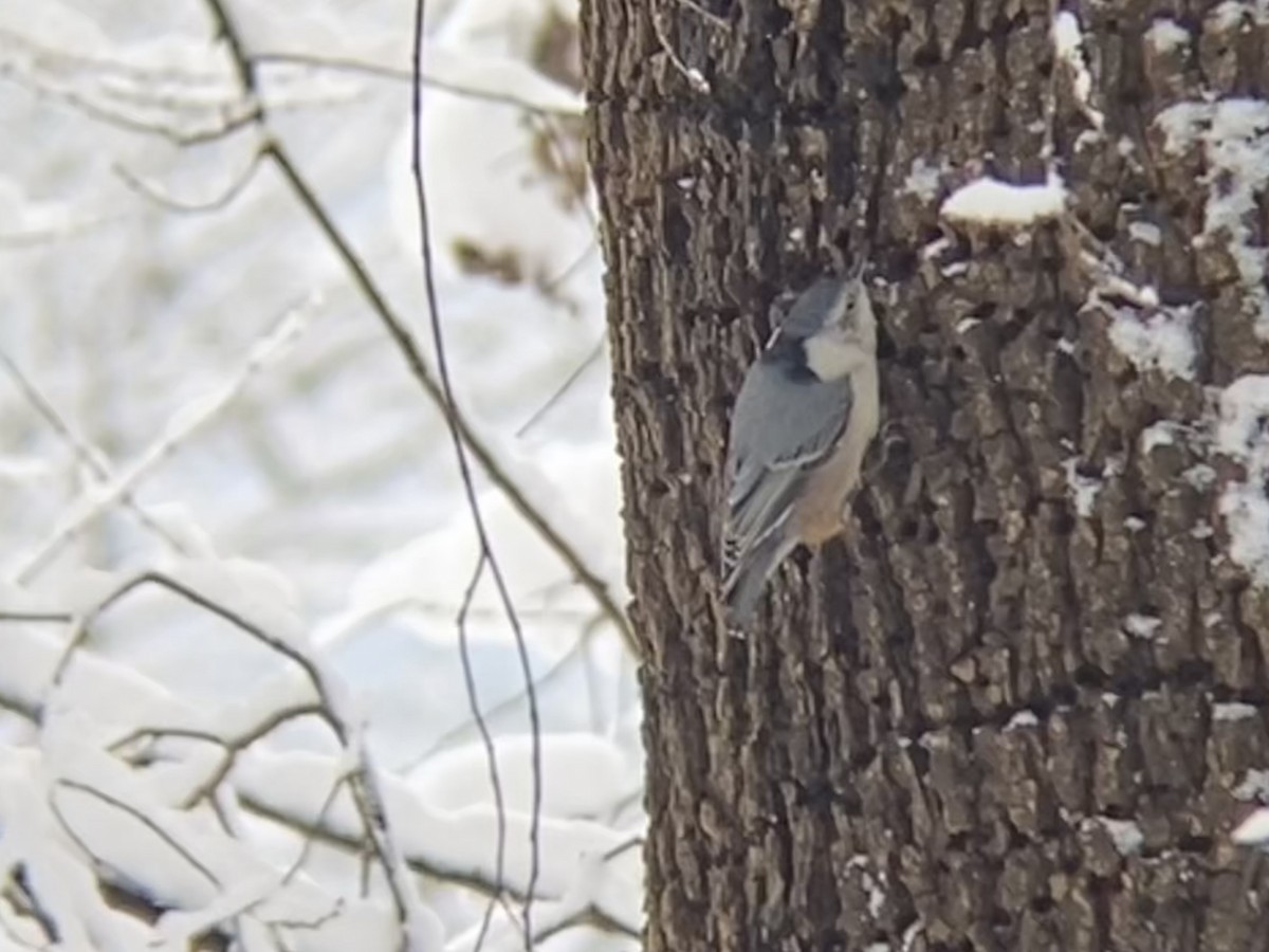 White-breasted Nuthatch - ML646968602