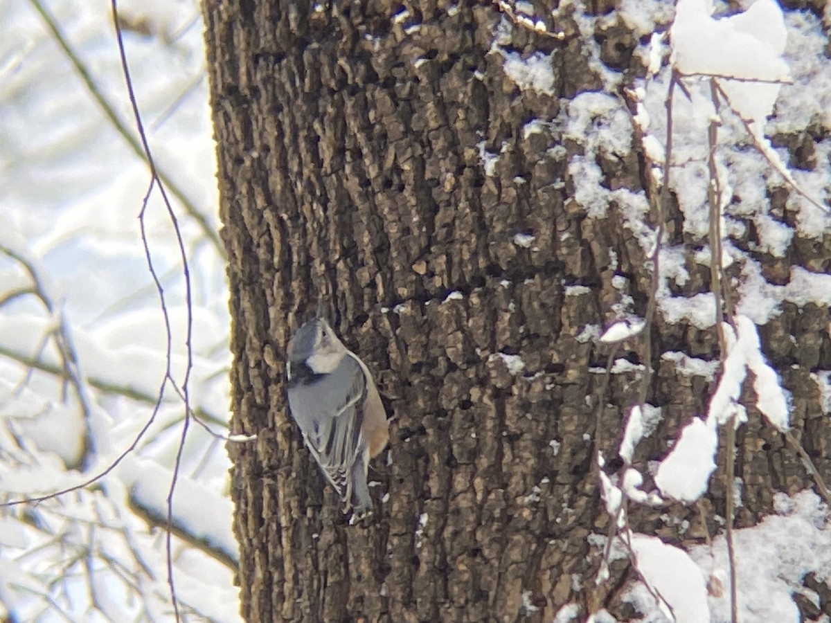 White-breasted Nuthatch - ML646968603