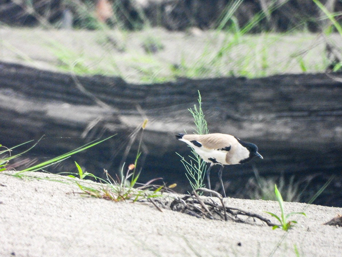 River Lapwing - ML646968613