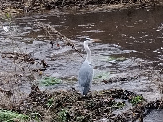 gråhegre - ML646968614