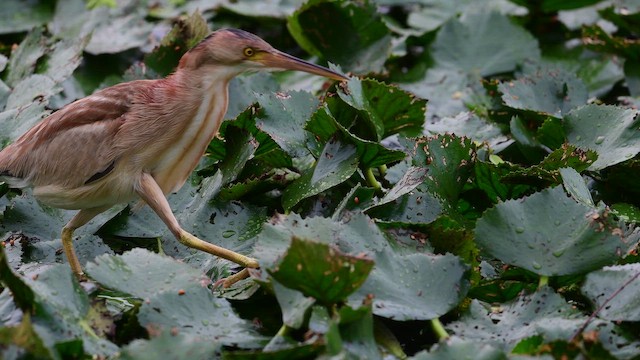 Бугайчик китайський - ML646968619