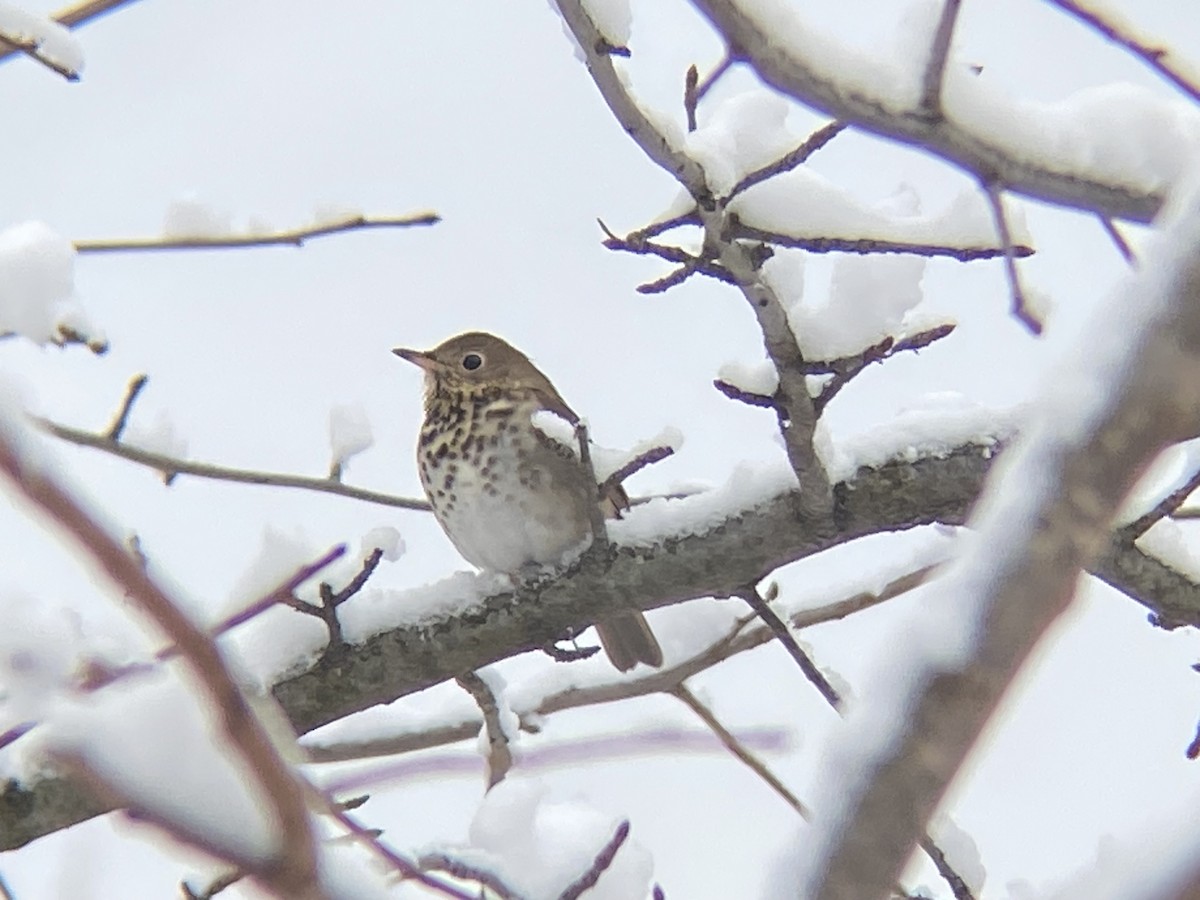 Hermit Thrush - ML646968624
