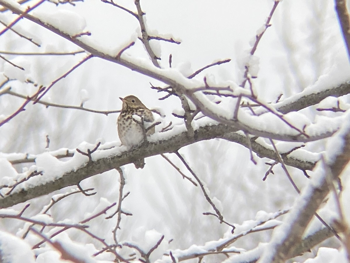 Hermit Thrush - ML646968625