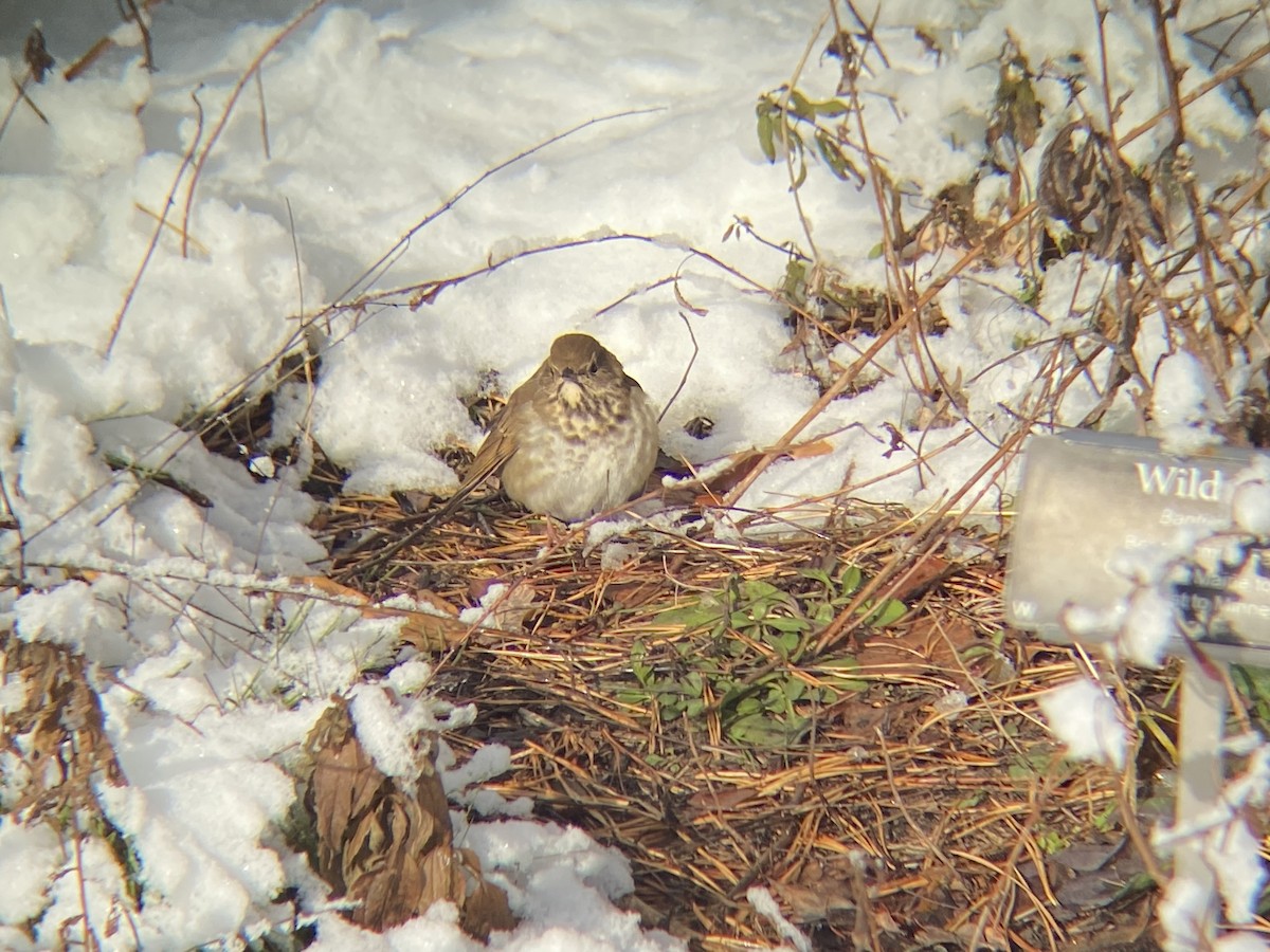 Hermit Thrush - ML646968626