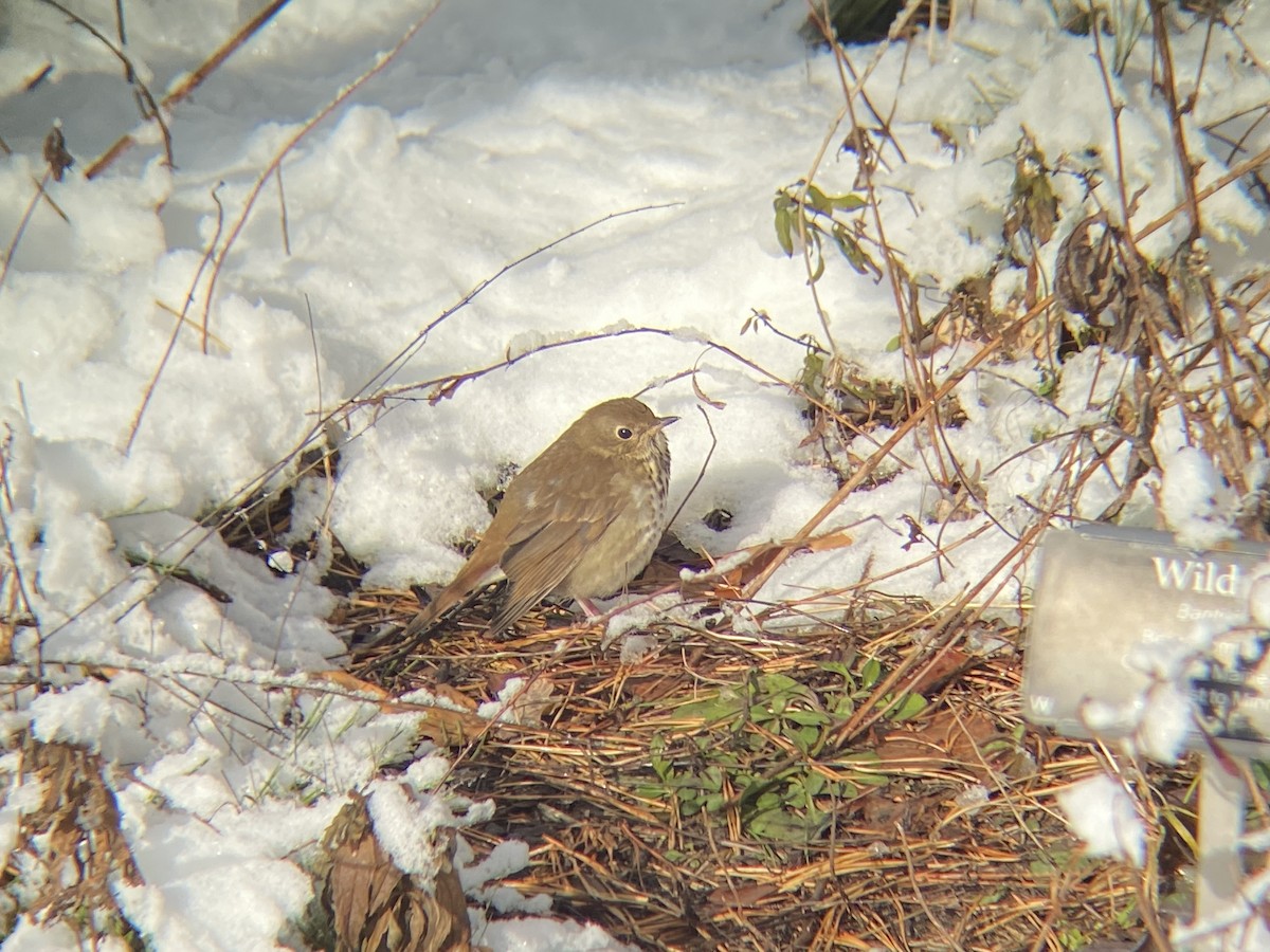 Hermit Thrush - ML646968627