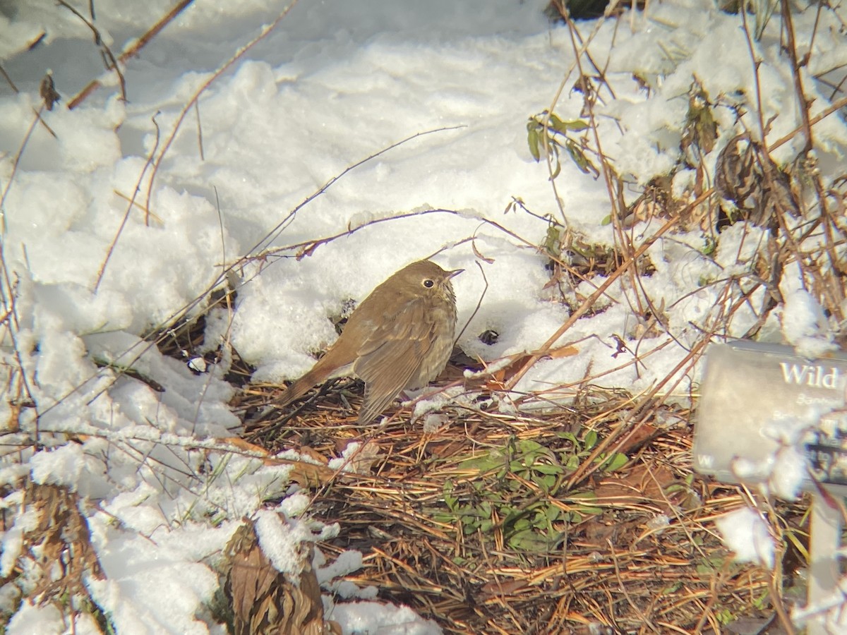 Hermit Thrush - ML646968628