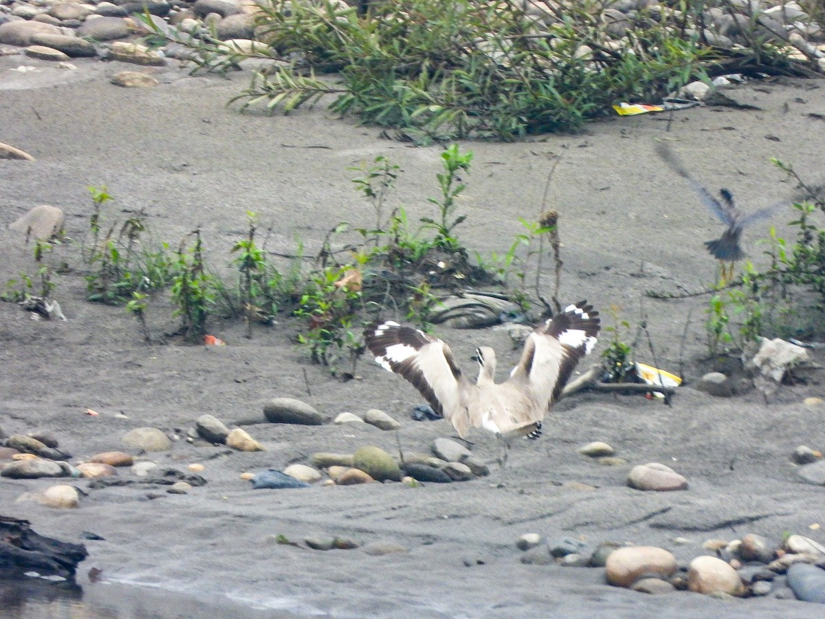 Great Thick-knee - ML646968629