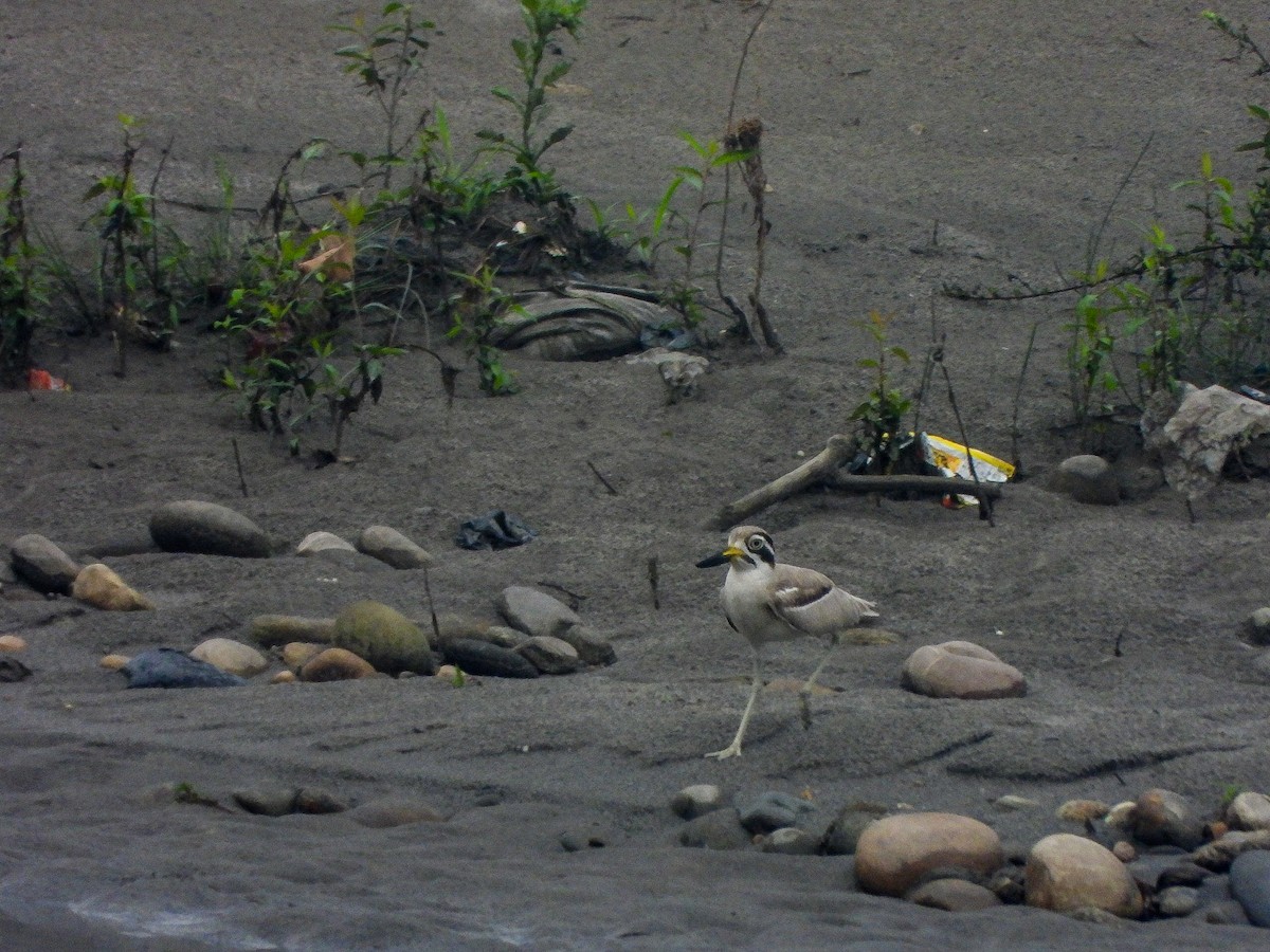 Great Thick-knee - ML646968630