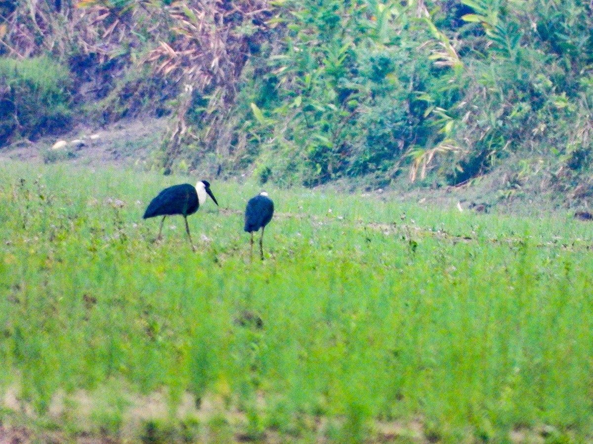 Asian Woolly-necked Stork - ML646968636