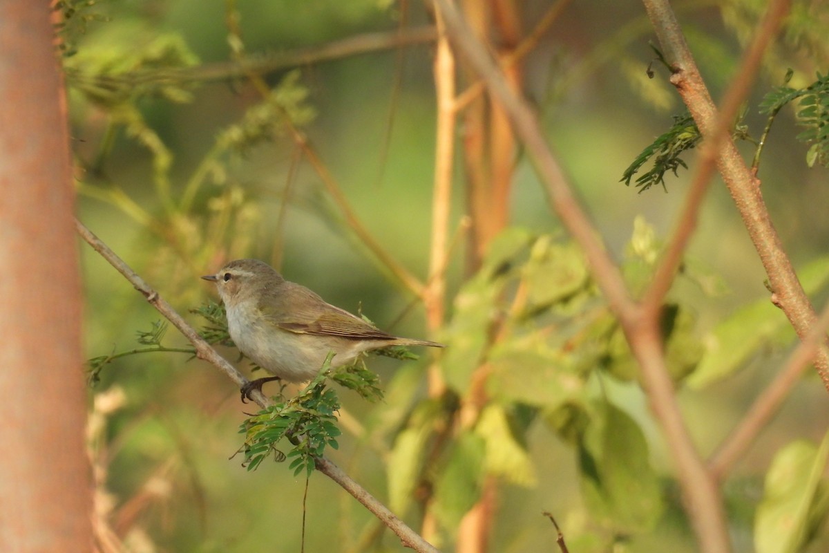 עלווית בלטית - ML646968637