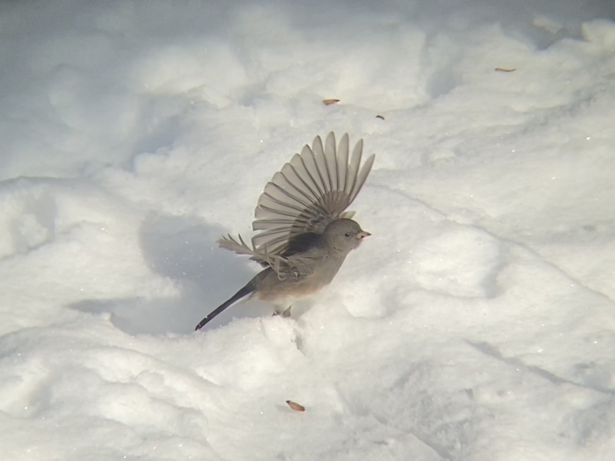 Dark-eyed Junco - ML646968639
