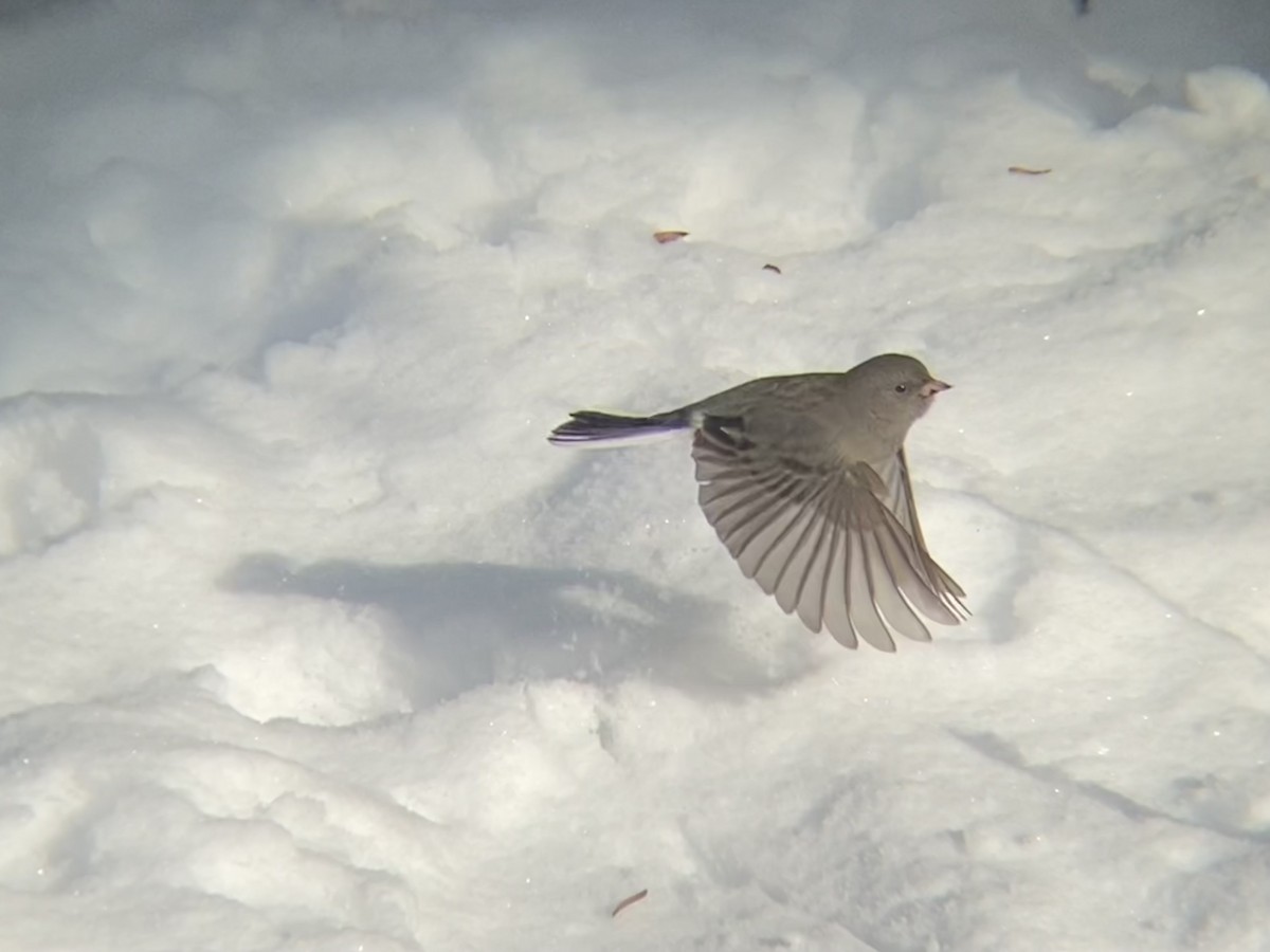 Dark-eyed Junco - ML646968640